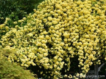 黃薔薇夏日養(yǎng)護(hù)指南，黃薔薇夏季也能爆花