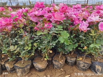 植物花卉的繁殖有幾種方式？家庭養(yǎng)花該如何選擇？