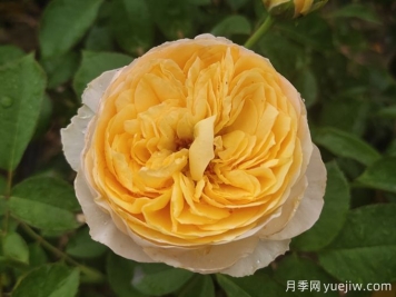 最美花中皇后，10個(gè)經(jīng)典月季品種推薦