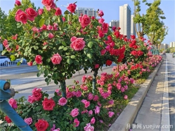 多彩月季扮靚街頭，城市月季應(yīng)用范圍