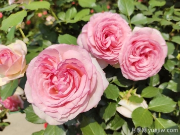 7種顏色的月季花，搞怪花語分別是什么？