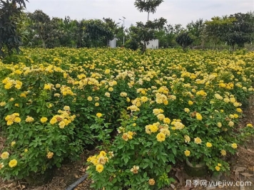 處暑節(jié)氣后月季的日常養(yǎng)護