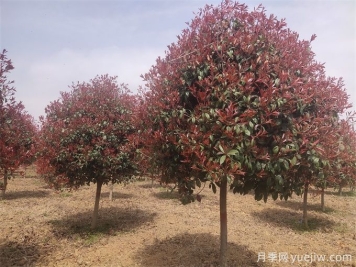 推薦20種彩葉樹(shù)種，用于園林綠化造景