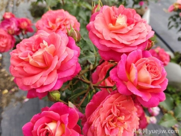 月季的花語是什么？什么時候開花？