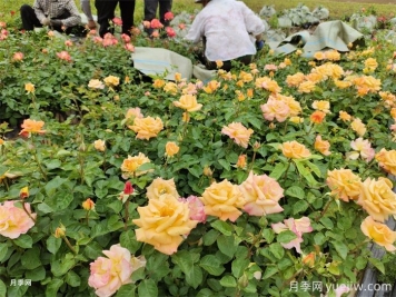 如何搭配花卉和地被植物來(lái)營(yíng)造豐富的景觀效果？