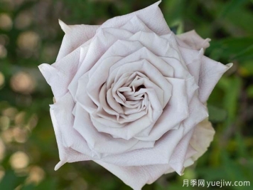 曼塔月季，神秘與優(yōu)雅并存玫瑰