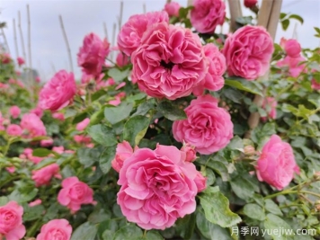粉色達(dá)芬奇月季，花量大一枝多頭的小型藤本月季