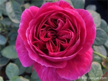 伊芙酒窖月季，花香迷人養(yǎng)護(hù)簡(jiǎn)單