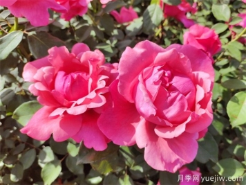 南陽(yáng)有6300余種月季，你認(rèn)識(shí)幾種？