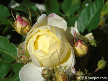 凡妮莎貝爾月季，華南耐濕熱低維護(hù)月季