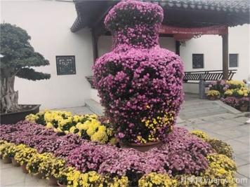 要想菊花開爆盆，入秋養(yǎng)護(hù)要做好這5點(diǎn)