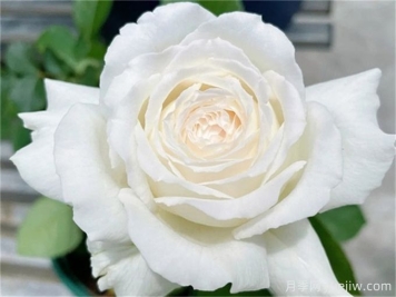保羅三世月季，近乎完美的白色月季花
