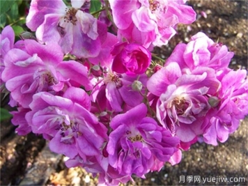 推薦20款大型藤本月季，稀有品種，好養(yǎng)抗病