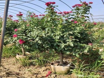 園藝新品，多色歐月薔薇桿樹(shù)狀月季