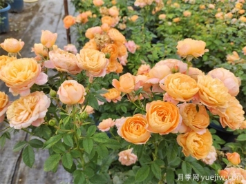 公認(rèn)最難養(yǎng)的十種花，你都養(yǎng)過哪些？