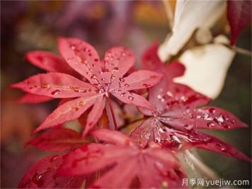 楓樹(shù)在花園庭院中的應(yīng)用詳解