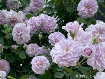 藍(lán)色陰雨月季，花量大、長勢(shì)快、花色清新