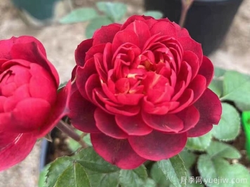 櫻桃果汁月季，勤花，花型優(yōu)美，香氣宜人