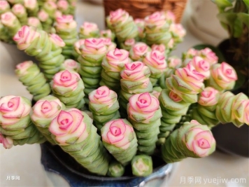 多肉介紹，種植方法和養(yǎng)護(hù)要點(diǎn)