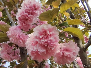 櫻花簡(jiǎn)介，櫻花生長(zhǎng)周期和品種特點(diǎn)