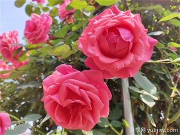 月季：花中皇后，月月花開月月紅