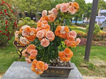 花友經(jīng)驗分享，封閉陽臺如何養(yǎng)花月季花？