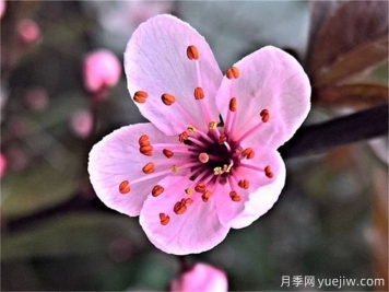 梅花簡介，美化的品質(zhì)和精神
