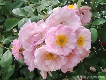 薔薇的繁殖方法有哪些？薔薇花的養(yǎng)護(hù)方法