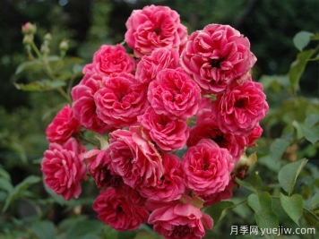 霍爾恩月季的介紹和優(yōu)點(diǎn)