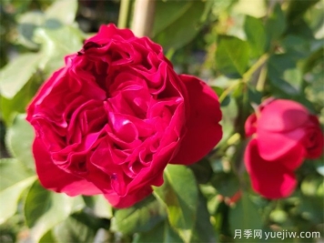 紅色龍沙寶石，花期長，耐熱又抗病