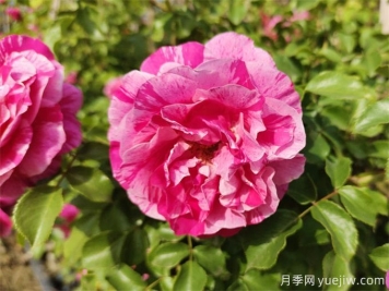 沙漠玫瑰和玫瑰有什么關(guān)系！