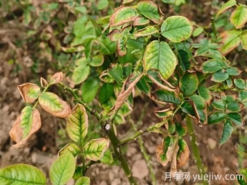地栽月季大面積枯萎，到底是什么原因？