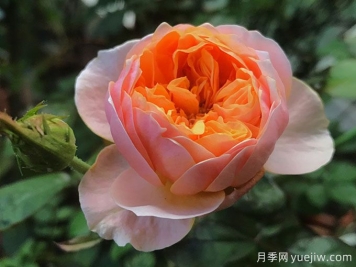 4種花期超長的月季花，養(yǎng)一盆長期有花賞