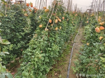 降溫了，月季筍芽要剪嗎？