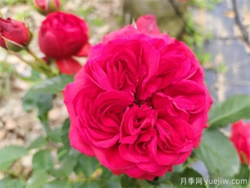 紅蘋果月季，典雅紅色，花期春夏秋三季