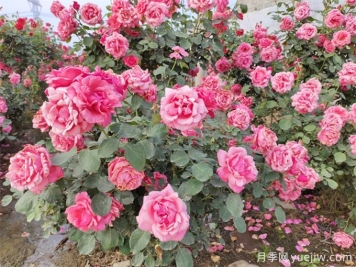 月季花期可以施肥嗎？月季施肥全指南
