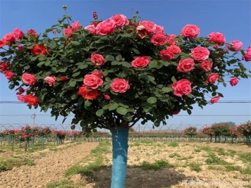 月季花期可以施肥嗎？應(yīng)該施什么肥呢？
