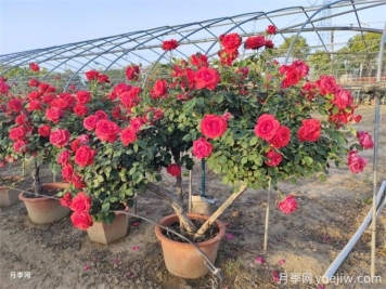 月季如何才能有更多分枝、開花更多？