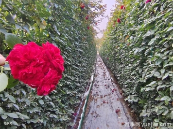 紅色月季花墻網(wǎng)片現(xiàn)貨，打造網(wǎng)紅景觀