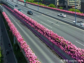 浙江杭州人的專屬浪漫，2024高架月季10月迎來盛花期