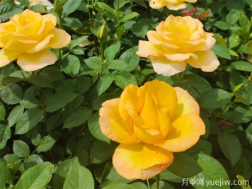 秋天開爆花的月季，夏季需要如何修剪和施肥？