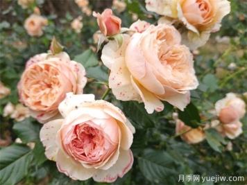月季花苞打不開、枯萎是咋回事？