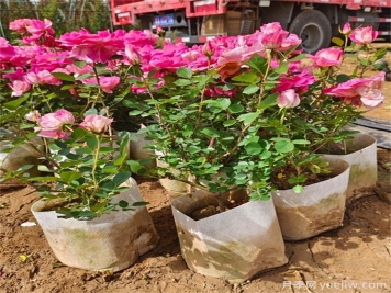 月季哪個季節(jié)種植最容易活？春夏秋冬移栽月季指南