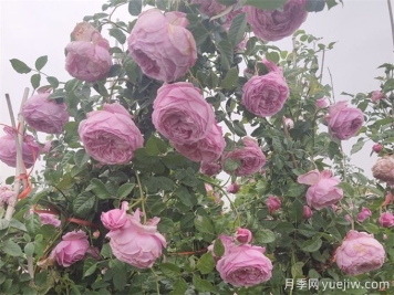 月季花苞為什么會垂頭無法直立？