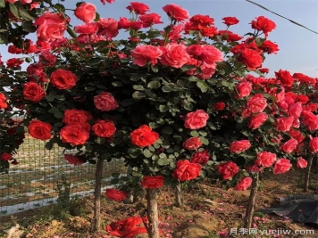 苗木長(zhǎng)勢(shì)日漸衰弱，查找這四大原因