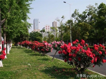 昆明市呈貢區(qū)2500余株樹狀月季齊綻放，街頭處處是風景