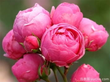 月季花苞打不開萎縮是什么原因？