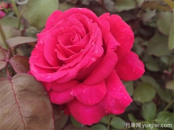 為什么月季噴藥之后沒(méi)效果？