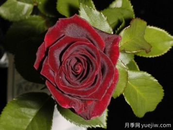 孟菲斯魔術月季