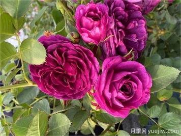 月季秋季花期，如何保證秋天花開(kāi)爆盆？